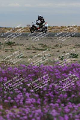media/Jan-14-2023-SoCal Trackdays (Sat) [[497694156f]]/Turn 14 Exit Bloomig (145pm)/
